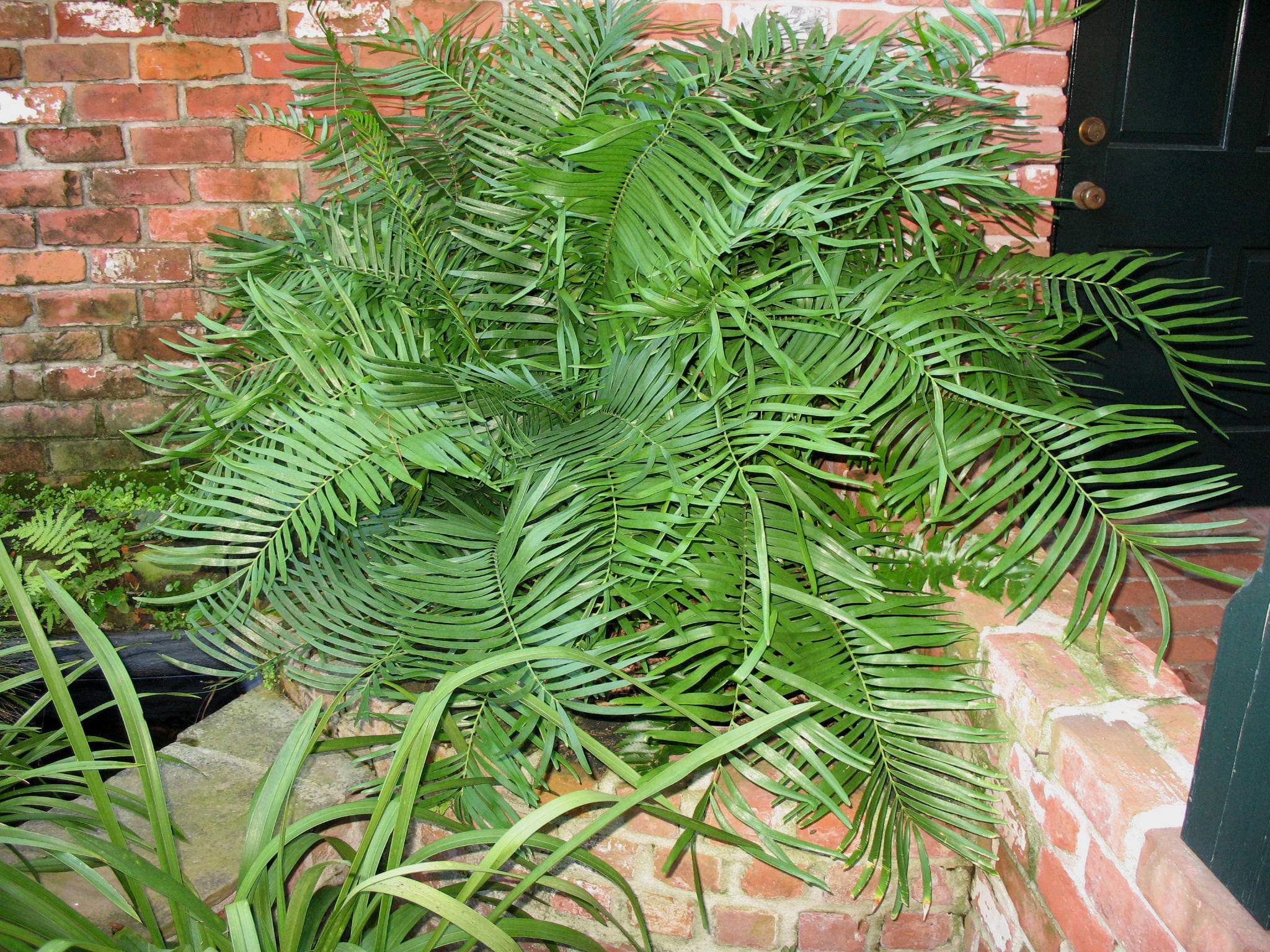 Online Plant Guide Zamia integrifolia / Coontie